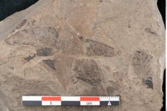 Foto (Detailansicht) von Quercus pseudolonchitis Ettingshausen (NHMW-GEO-2024-0188-7977)